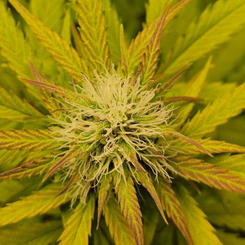 Royal Critical Automatic growlog timeline photo