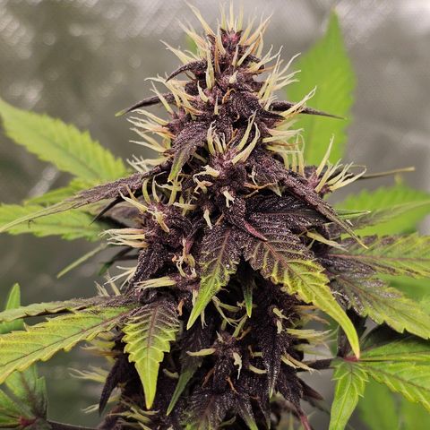 Purplematic CBD Automatic growlog timeline photo