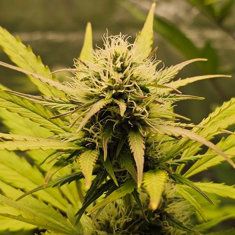 Royal Critical Automatic growlog timeline photo