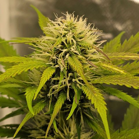 Triple G Automatic growlog timeline photo
