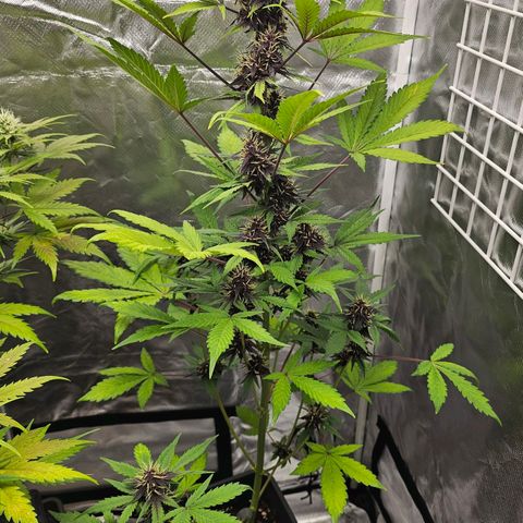 Purplematic CBD Automatic growlog timeline photo