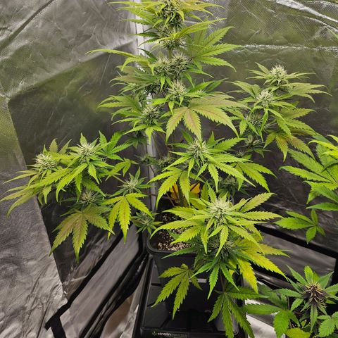 Triple G Automatic growlog timeline photo