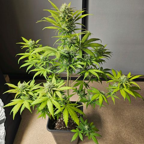 Royal Critical Automatic growlog timeline photo
