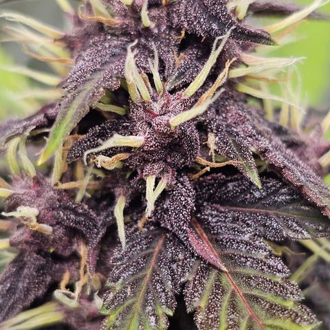 Purplematic CBD Automatic growlog timeline photo