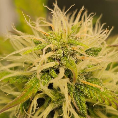 Triple G Automatic growlog timeline photo