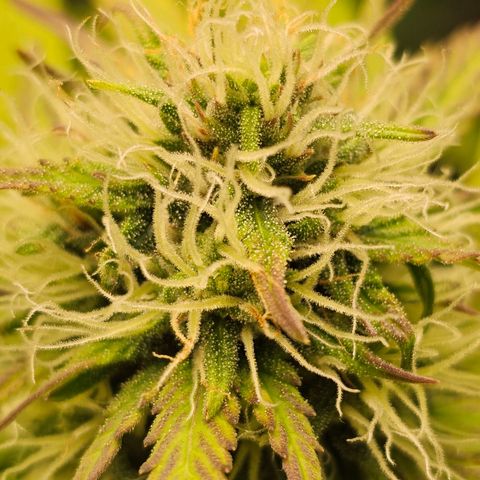 Royal Critical Automatic growlog timeline photo