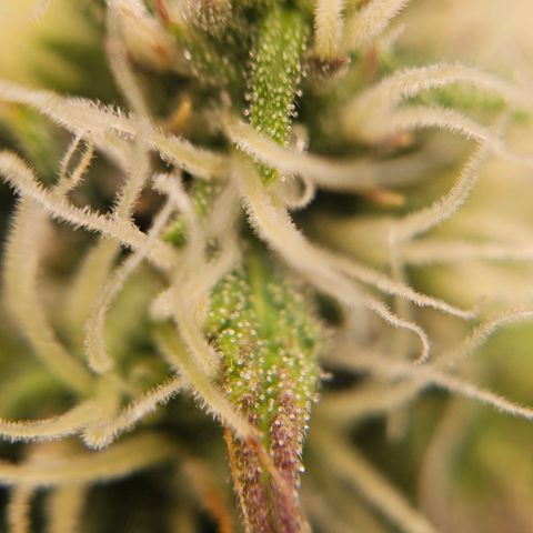 Royal Critical Automatic growlog timeline photo