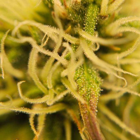 Royal Critical Automatic growlog timeline photo