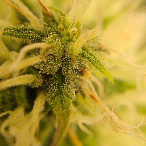 Triple G Automatic growlog timeline photo
