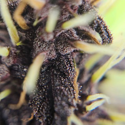 Purplematic CBD Automatic growlog timeline photo