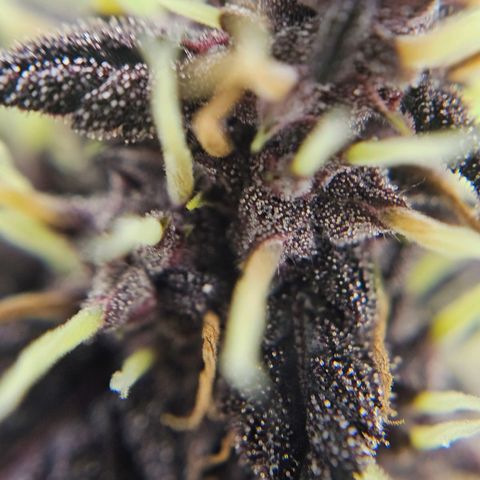 Purplematic CBD Automatic growlog timeline photo
