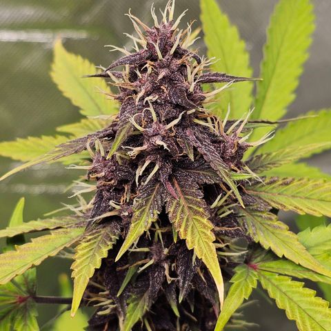 Purplematic CBD Automatic growlog timeline photo