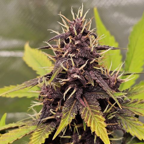 Purplematic CBD Automatic growlog timeline photo