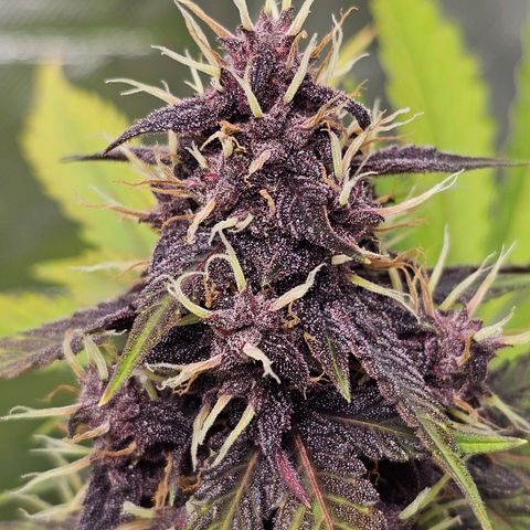 Purplematic CBD Automatic growlog timeline photo