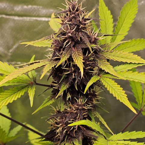 Purplematic CBD Automatic growlog timeline photo