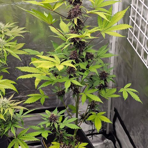Purplematic CBD Automatic growlog timeline photo