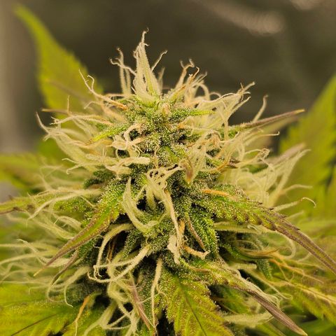 Triple G Automatic growlog timeline photo