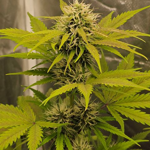 Triple G Automatic growlog timeline photo