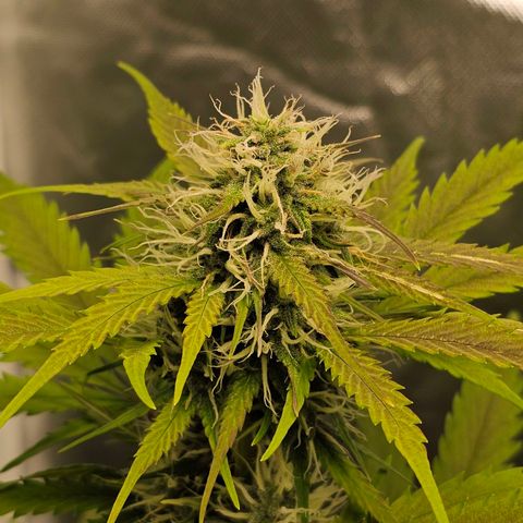 Triple G Automatic growlog timeline photo