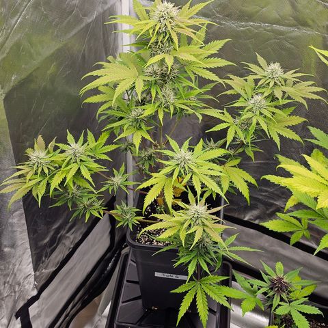 Triple G Automatic growlog timeline photo