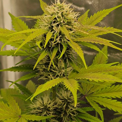 Triple G Automatic growlog timeline photo