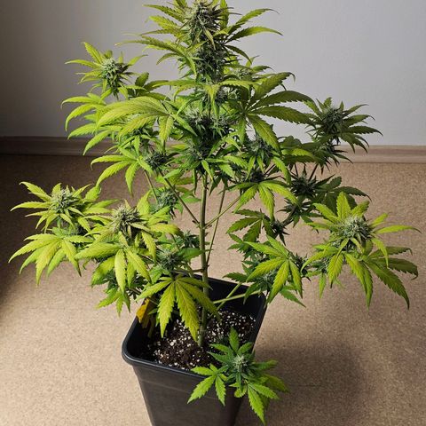 Royal Critical Automatic growlog timeline photo