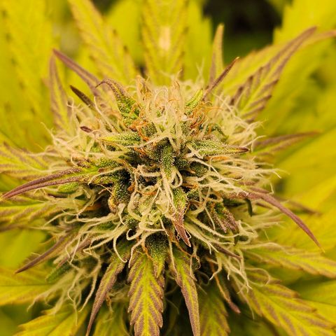 Royal Critical Automatic growlog timeline photo