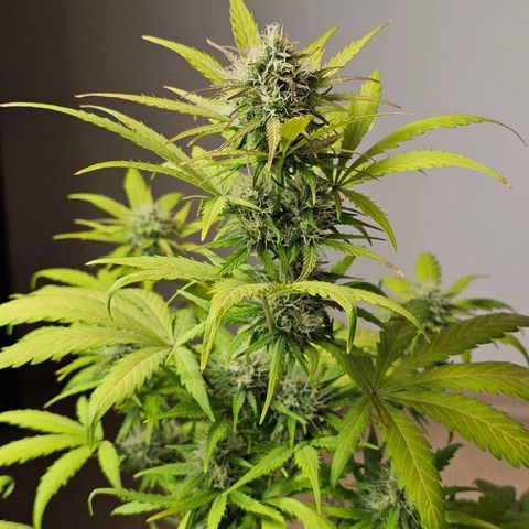 Royal Critical Automatic growlog timeline photo