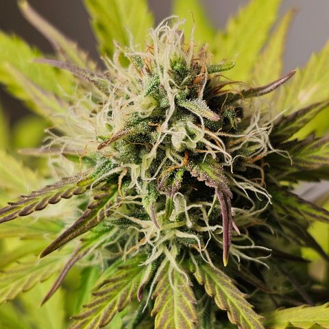 Royal Critical Automatic growlog timeline photo
