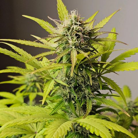 Royal Critical Automatic growlog timeline photo