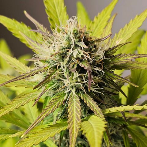 Royal Critical Automatic growlog timeline photo