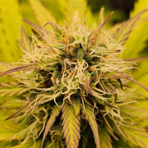Royal Critical Automatic growlog timeline photo