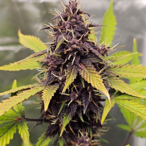 Purplematic CBD Automatic growlog timeline photo