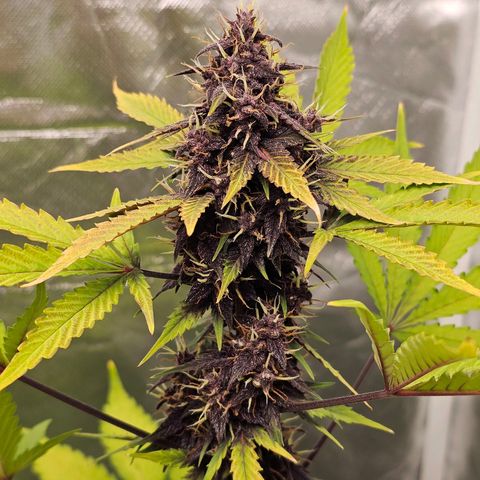 Purplematic CBD Automatic growlog timeline photo
