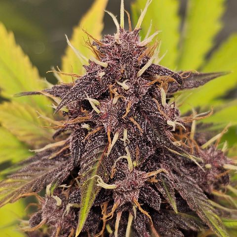 Purplematic CBD Automatic growlog timeline photo