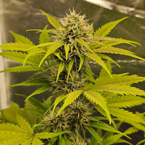 Triple G Automatic growlog timeline photo