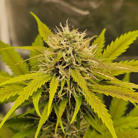 Triple G Automatic growlog timeline photo