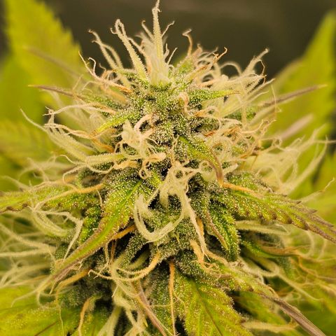 Triple G Automatic growlog timeline photo