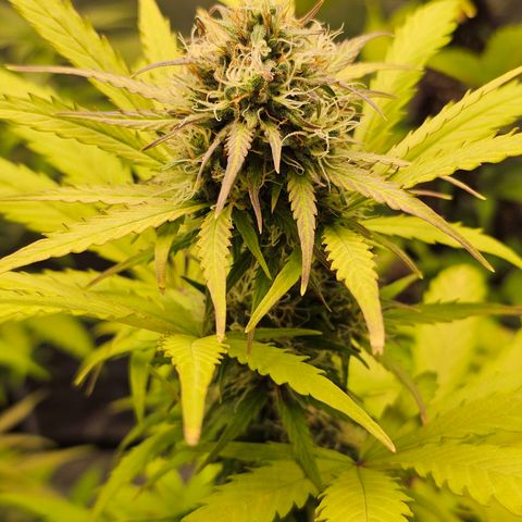 Royal Critical Automatic growlog timeline photo