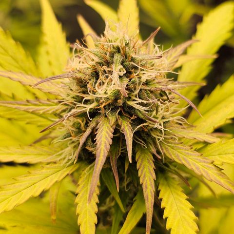 Royal Critical Automatic growlog timeline photo