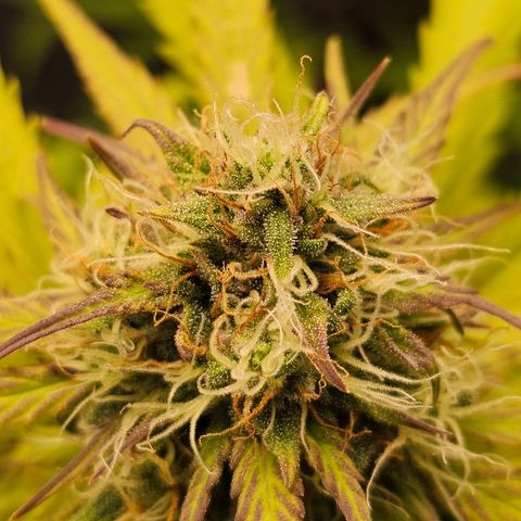 Royal Critical Automatic growlog timeline photo