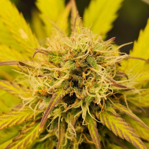 Royal Critical Automatic growlog timeline photo
