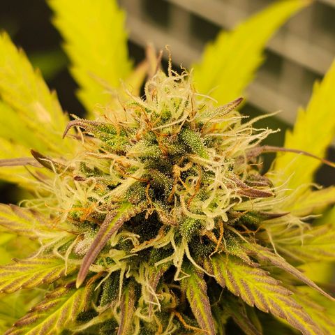 Royal Critical Automatic growlog timeline photo