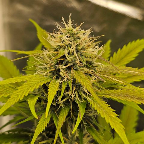 Triple G Automatic growlog timeline photo