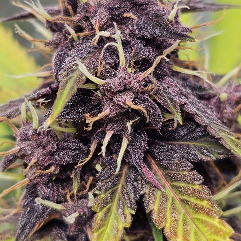 Purplematic CBD Automatic growlog timeline photo