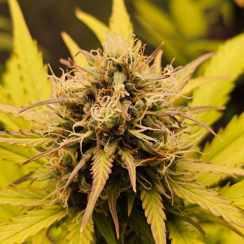 Royal Critical Automatic growlog timeline photo