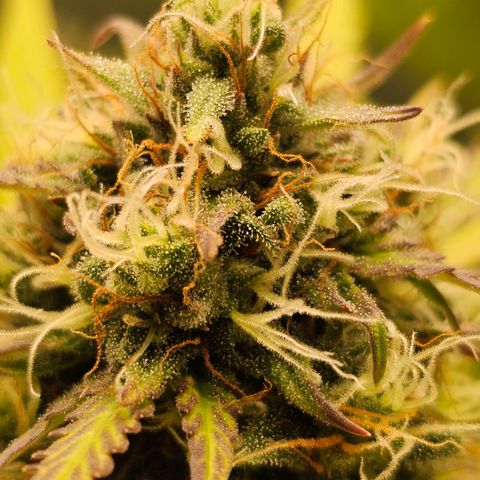 Royal Critical Automatic growlog timeline photo