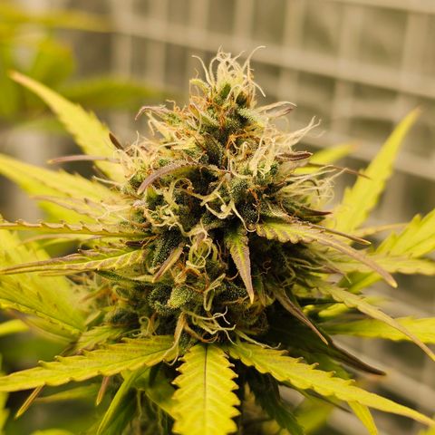 Royal Critical Automatic growlog timeline photo