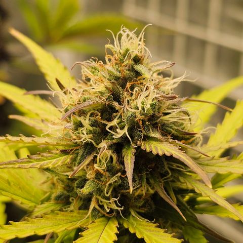 Royal Critical Automatic growlog timeline photo
