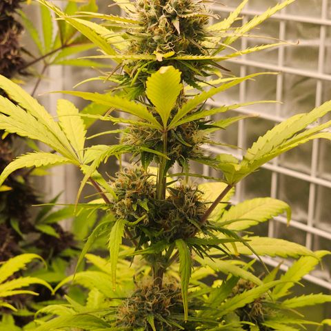Royal Critical Automatic growlog timeline photo